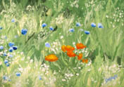 Wildflowers